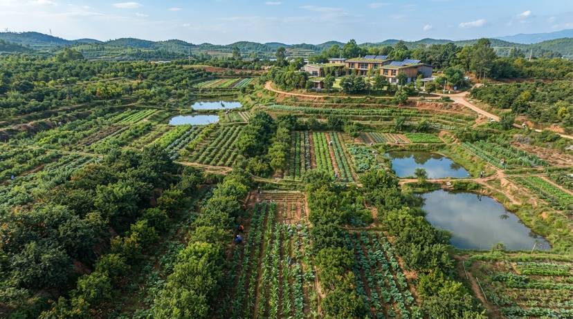 中国农村的再生农业景观,展示作物、树木和低碳建筑,象征农业碳中和。