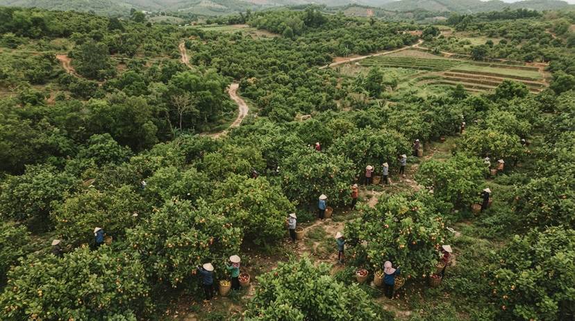 Nông nghiệp hạt điều bền vững tại Việt Nam, khung cảnh nông thôn xanh tươi với cây điều trĩu quả.