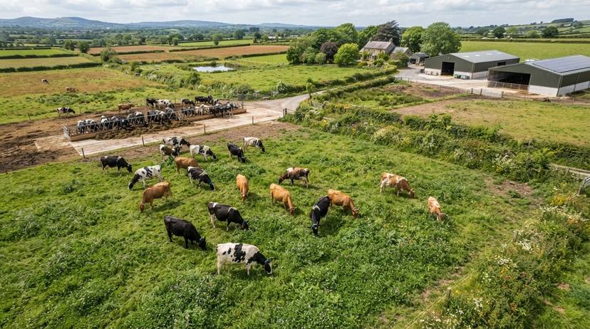 藻類とマメ科植物の飼料を摂取する牛たち、持続可能な畜産を示す風景
