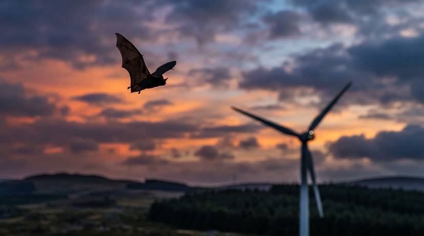 Abendlicher Flug einer Fledermaus vor einem unscharfen Windrad, symbolisiert den Konflikt Fledermausschutz Windenergie.