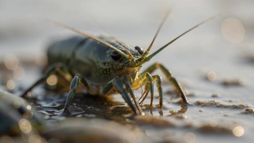 Tambak udang merambah hutan mangrove di Indonesia, deforestasi dan tambak terlihat dari udara