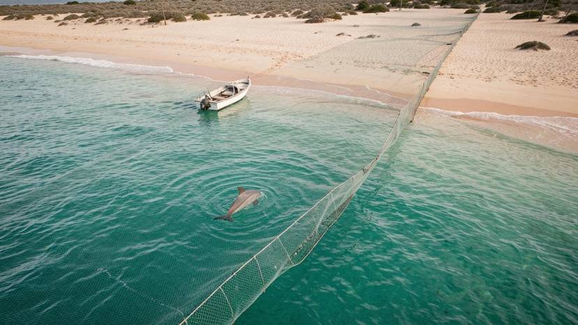 Shark net off Australian coast with dolphin bycatch, illustrating shark culling wildlife impact