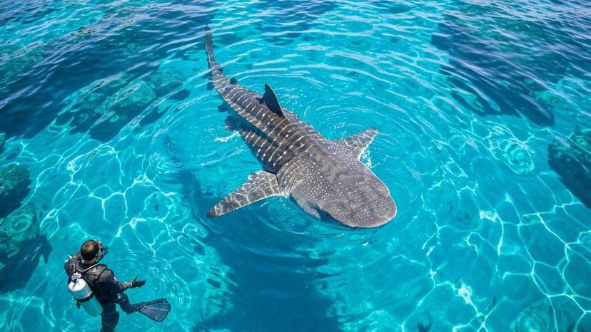 Whale shark sa Donsol Sorsogon, protektahan ang mga pating sa Pilipinas, marine conservation