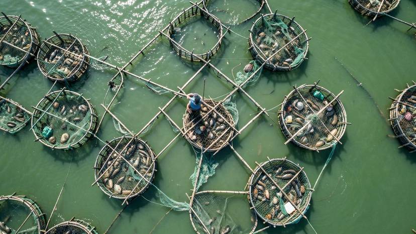 fish farm Pilipinas undercover footage aerial view ng masikip na kulungan ng isda sa Mindanao