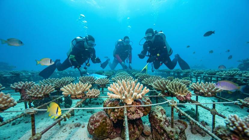 Coral reef restoration sa Pilipinas: coral nursery na may mga divers, mga nakabiting coral fragment, at malinaw na tubig