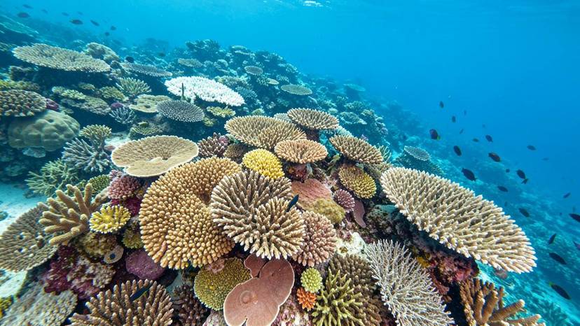 Coral reef protection laws sa Pilipinas: nakikitang coral bleaching at malusog na corals sa isang bahura sa Pilipinas