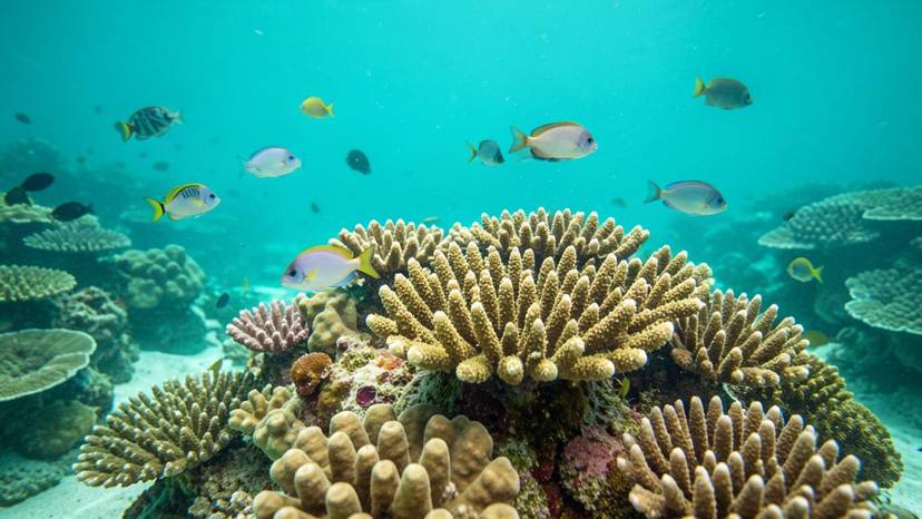 Coral reef protection sunscreen: bote ng sunscreen malapit sa coral reef sa Pilipinas, nagpapakita ng panganib ng kemikal