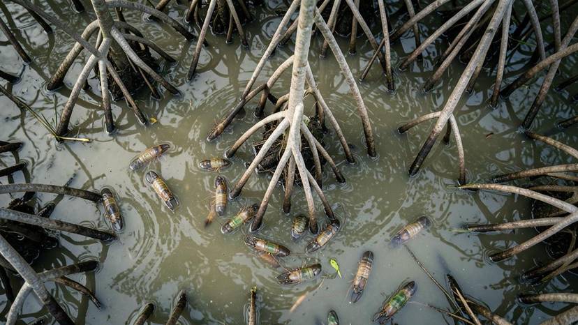 Praktik penyembelihan ikan tanpa pemingsanan di Pasar Ikan Muara Angke Jakarta, simbol krisis kesejahteraan hewan akuatik