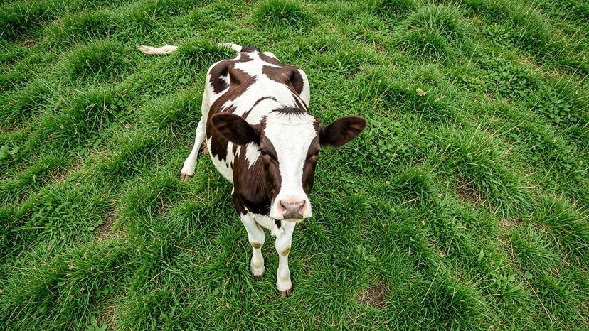Liberated calf in green pasture, symbolizing the end of veal crates in the UK.